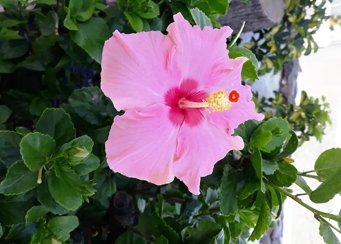 La Quinta